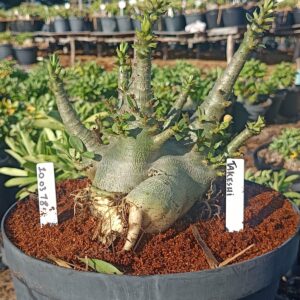 1003 18  Arabicum Takeshi  - Adulta (Viveiro)