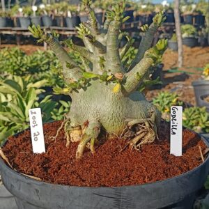 1003 20  Arabicum Godzila  - Adulta (Viveiro)