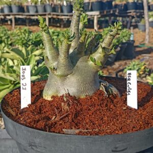 1003 21  Arabicum Hercules - Adulta (Viveiro)