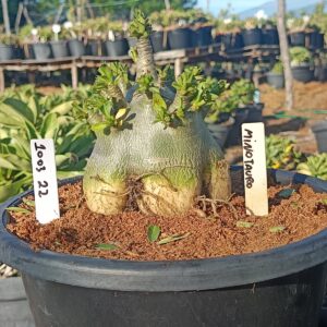 1003 22  Arabicum Minotauro- Adulta (Viveiro)