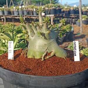 1003 23  Arabicum Cartterpila- Adulta (Viveiro)