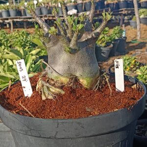 1003 24  Arabicum Nix- Adulta (Viveiro)