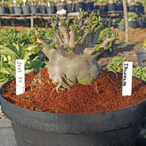 1003 25  Arabicum Iron Maiden- Adulta (Viveiro)