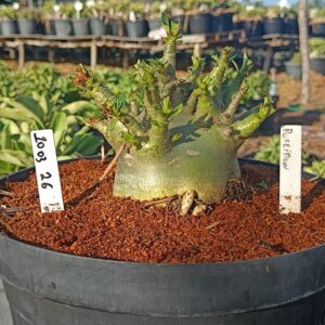 1003 26  Arabicum Poseidon - Adulta (Viveiro)