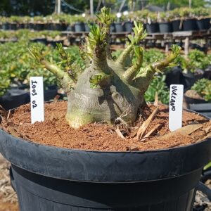 1003 02 Arabicum Vulcano - Adulta (Viveiro)