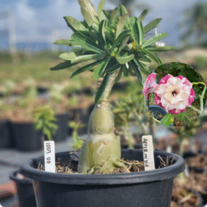 1003 01 Baobá Baby Artemisia