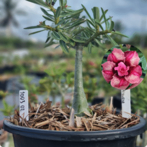 1003 02 Baobá Baby Duquesa