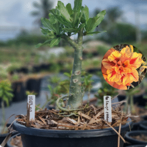 1003 03 Baobá Baby Lança Chamas