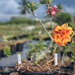 1003 04 Baobá Baby Lança Chamas