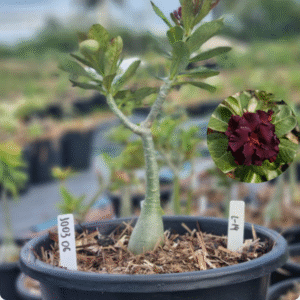 1003 06 Baobá Baby L-14