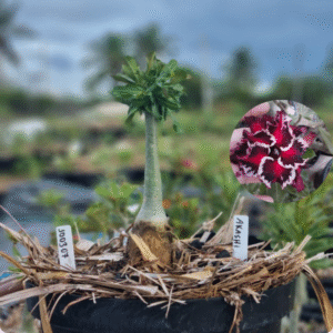 1003 07 Baobá Baby Akashi