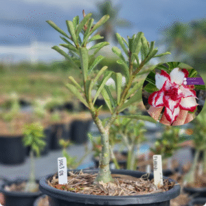 1003 08 Baobá Baby Ferrari