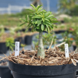 1003 09 Baobá Baby The Fire