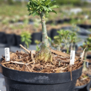 1003 11 Baobá Baby The Fire