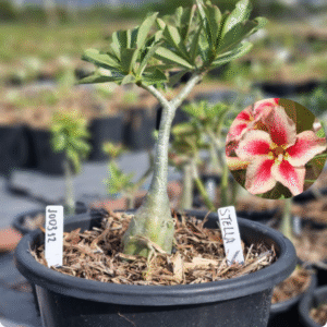 1003 12 Baobá Baby Stella