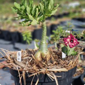 1003 14 Baobá Baby Blossom