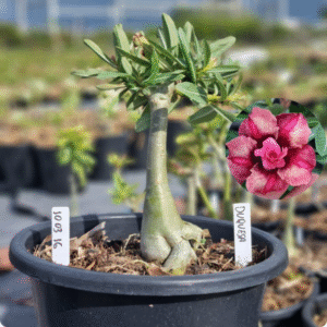 1003 16 Baobá Baby Duquesa