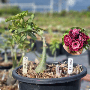 1003 17 Baobá Baby Saturno