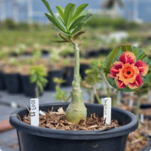 1003 18 Baobá Baby Tangerina