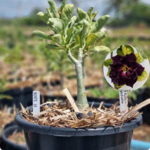 1003 21 Baobá Baby Céu Estrelado Variegata