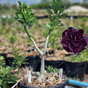 1003 22 Baobá Baby Céu Estrelado