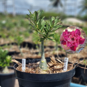 1003 27 Baobá Baby Triple Wish III