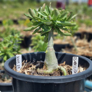 1003 29 Baobá Baby Isabelita