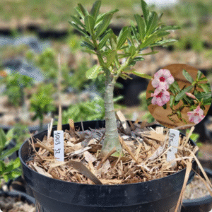 1003 32 Baobá Baby Petúnia