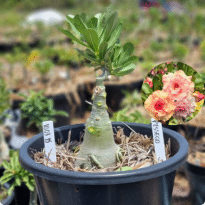 1003 35 Baobá Baby Pêssego