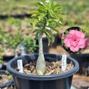 1003 36 Baobá Baby Pathumma