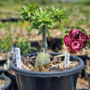 1003 37 Baobá Baby Saturno