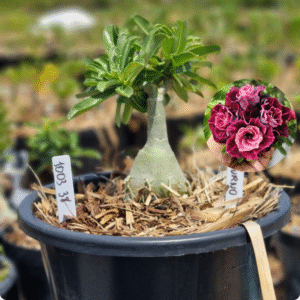 1003 38 Baobá Baby Saturno