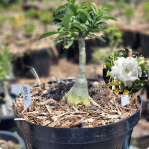 1003 41 Baobá Baby White Angel