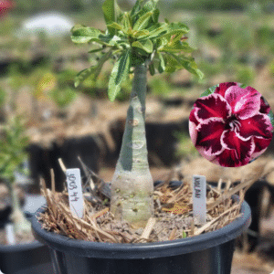 1003 44 Baobá Baby Nolan