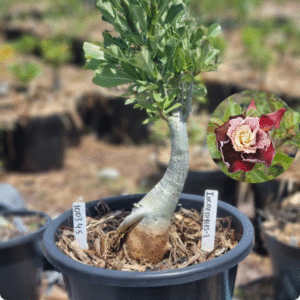 1003 45 Baobá Baby Incredibles-2