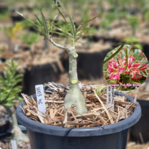 1003 46 Baobá Baby Crispum Pull Red Strings