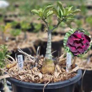 1003 47 Baobá Baby Purple Eyes