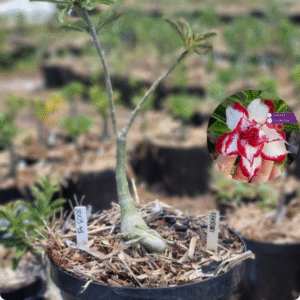 1003 48 Baobá Baby Ferrari