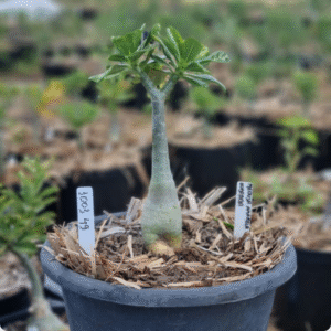 1003 49 Baobá Baby Medusa Amarela Dobrada