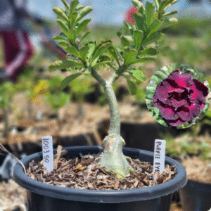 1003 50 Baobá Baby Purple Eyes