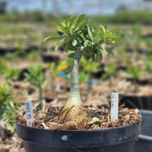 1003 53 Baobá Baby The Fire