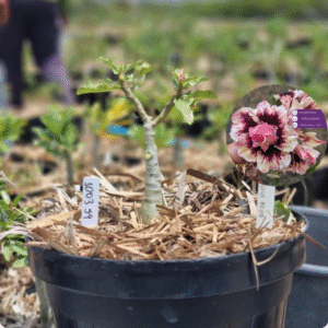 1003 54 Baobá Baby Maria Flor