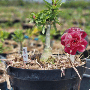 1003 55 Baobá Baby Lotus