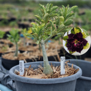 1003 57 Baobá Baby Céu Estrelado Variegata