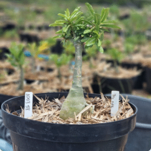 1003 58 Baobá Baby The Fire