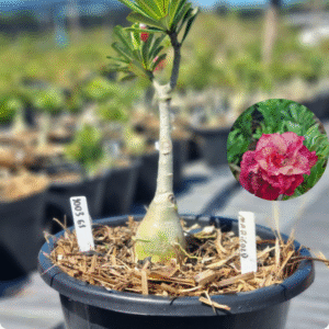 1003 61 Baobá Baby Marigold