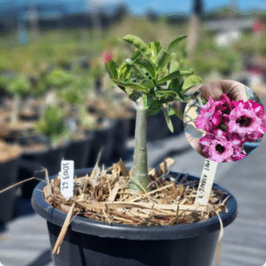 1003 62 Baobá Baby Mei Xiang-2