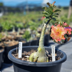 1003 63 Baobá Baby DUNHUANG-2