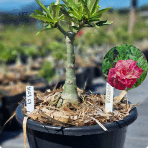 1003 64 Baobá Baby Marigold