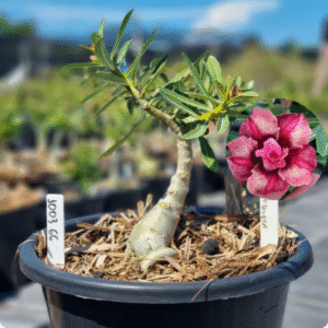 1003 66 Baobá Baby Duquesa